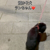 画像290