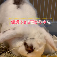 画像292